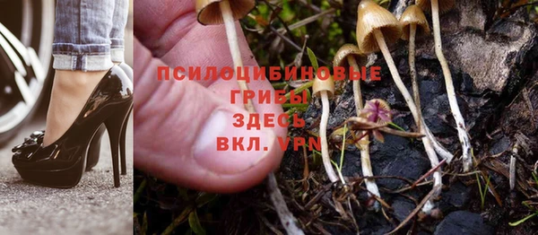 PSILOCYBIN Горно-Алтайск